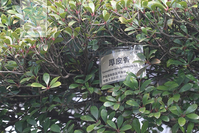 庐山植物--常绿阔叶林